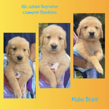 Brain -  Golden Retriever Dog for Sale in Houston, Texas - Brain | PetCurious