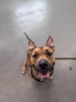 Baylon -  Mixed Breed Dog for Adoption in West Chester, Pennsylvania - Baylon | PetCurious