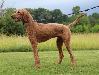 REDMAN MILO -  Standard Poodle and Labrador Retriever Dog for Adoption in Franklin, Tennessee - REDMAN MILO | PetCurious
