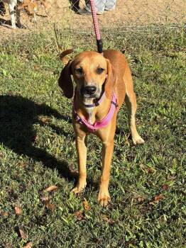 Ann -  Hound Dog for Adoption in Westwood, New Jersey - Ann | PetCurious