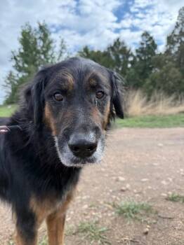 Makar -  Collie and Mixed Breed Dog for Adoption in Fort Collins, Colorado - Makar | PetCurious