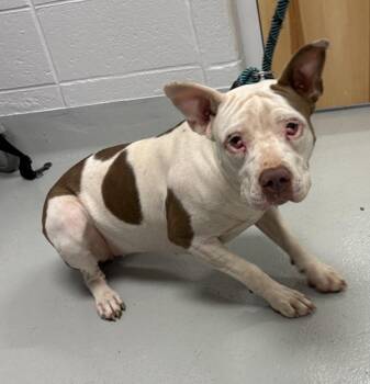 Ic1 Cherryberry -  Pit Bull Terrier Dog for Adoption in Lawrenceville, Georgia - Ic1 Cherryberry | PetCurious