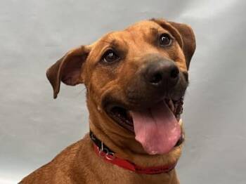Ginger -  Hound and Mixed Breed Dog for Adoption in Minneapolis, Minnesota - Ginger | PetCurious