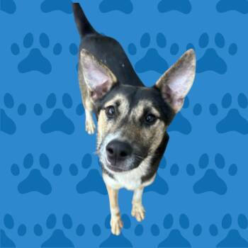 Rescue Husky and Australian Shepherd Dogs for Adoption in Dallas, Texas - Cruella | PetCurious