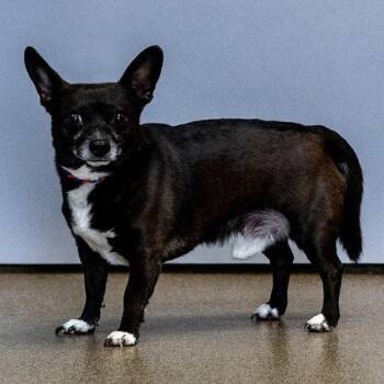Chihuahua Dogs Available for Adoption - Walter | PetCurious