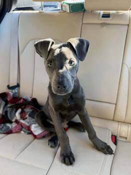 Labrador Retriever Dogs Available for Adoption - Winslow  | PetCurious