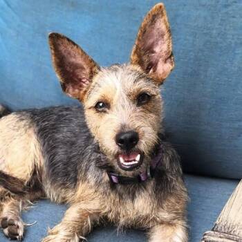 Pixie -  Terrier and Mixed Breed Dog for Adoption in Corpus Christi, Texas - Pixie | PetCurious