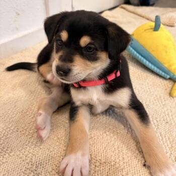 Mixed Breed Dogs Available for Adoption in Bellingham, Washington - Monkey | PetCurious
