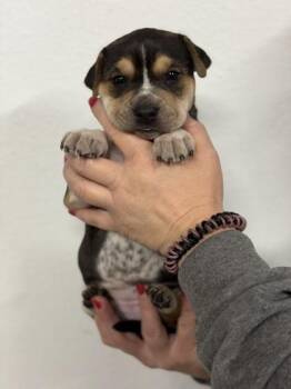 Dutch Shepherd and Boxer Dogs Available for Adoption in Morton Grove, Illinois - Nancy | PetCurious