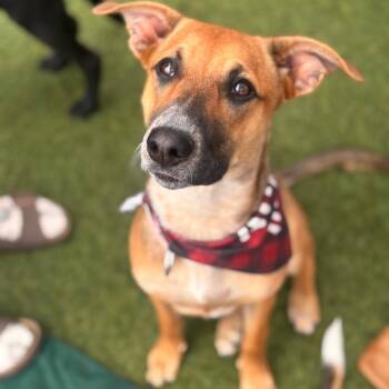 Etta -  German Shepherd Dog and Mixed Breed Dog for Adoption in San Diego, California - Etta | PetCurious