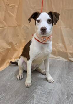Beagle and Irish Terrier Dogs Available for Adoption in Attalla, Alabama - Organa | PetCurious