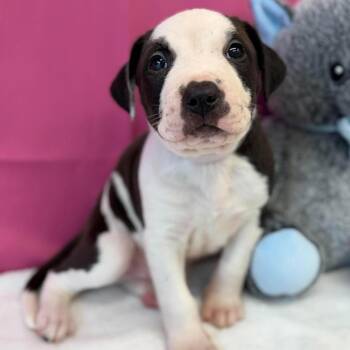 Zonic -  American Staffordshire Terrier and Mixed Breed Dog for Adoption in Tacoma, Washington - Zonic | PetCurious