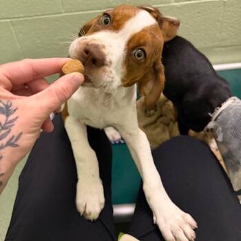Mixed Breed Dogs Available for Adoption in West Palm Beach, Florida - Gretal | PetCurious