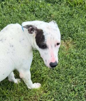 Flower Sunbeam -  Boxer and Labrador Retriever Dog for Adoption in Andover, Massachusetts - Flower Sunbeam | PetCurious