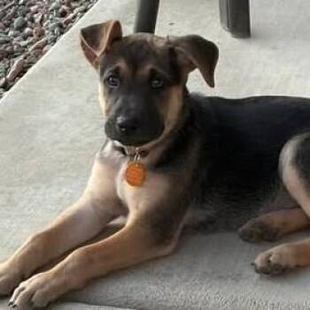 Sage -  Mixed Breed Dog for Adoption in Chino Valley, Arizona - Sage | PetCurious