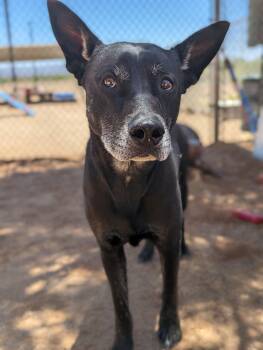 Rescue German Shepherd Dog Dogs for Adoption in Sierra Vista, Arizona - Erebos | PetCurious