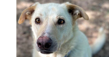 Rescue Labrador Retriever Dogs for Adoption in Dallas, Texas - Winnie (Lab) | PetCurious