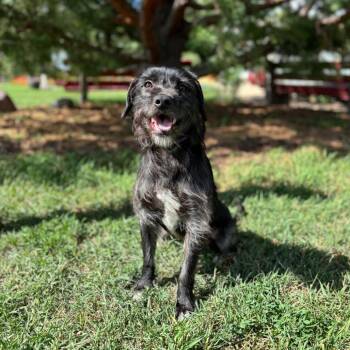 Derby--In Foster -  Terrier and Mixed Breed Dog for Adoption in Fargo, North Dakota - Derby--In Foster | PetCurious