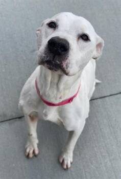 Pit Bull Terrier Dogs Available for Adoption - REM | PetCurious