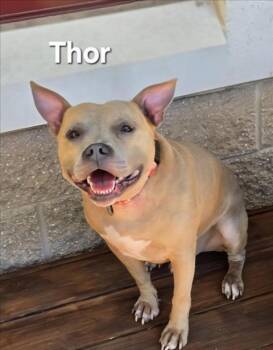 Rescue Pit Bull Terrier Dogs for Adoption in Derwood, Maryland - Thor | PetCurious