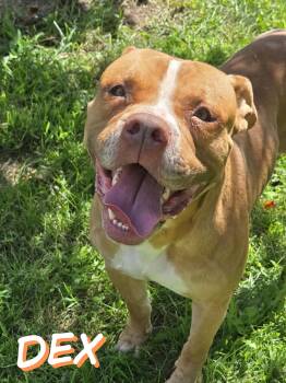 Rescue American Bulldog Dogs for Adoption in Valparaiso, Indiana - Dex | PetCurious