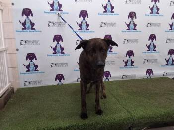 Rescue Dutch Shepherd Dogs for Adoption in Orlando, Florida - SIMBA | PetCurious