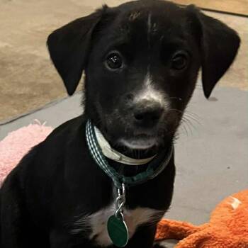 Rescue Mixed Breed Dogs for Adoption in Buffalo, Minnesota - Red Lobster | PetCurious