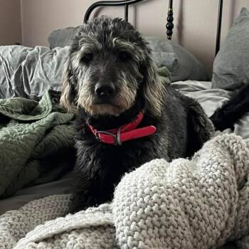 Labradoodle Dogs Available for Adoption in De Soto, Kansas - Maisie | PetCurious