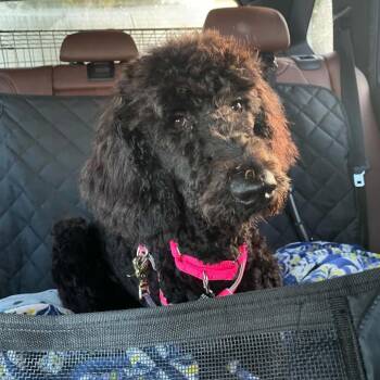 Haley -  Standard Poodle and Golden Retriever Dog for Adoption in Lakewood Ranch, Florida - Haley | PetCurious