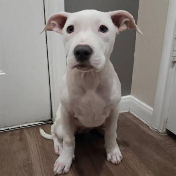 American Staffordshire Terrier Dogs Available for Adoption in San Antonio, Texas - WINKY | PetCurious