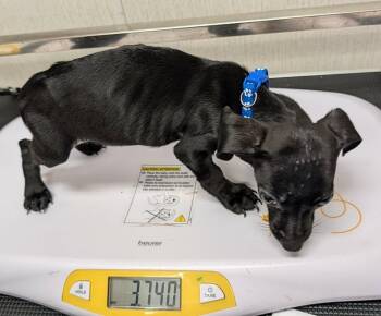 Star -  Dachshund Dog for Adoption in Savannah, Georgia - Star | PetCurious