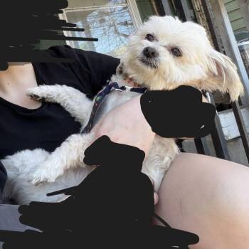 Blanco -  Maltese Dog for Adoption in Tunkhannock, Pennsylvania - Blanco | PetCurious