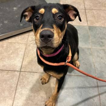 Kiara -  Mixed Breed Dog for Adoption in Chattanooga, Tennessee - Kiara | PetCurious