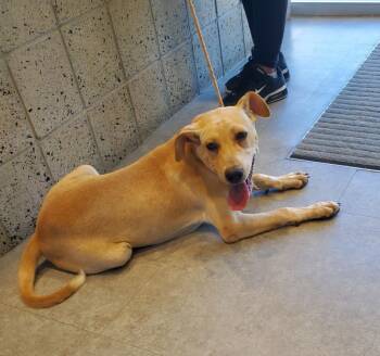 Rescue Terrier Dogs for Adoption in Bossier City, Louisiana - Tyson | PetCurious