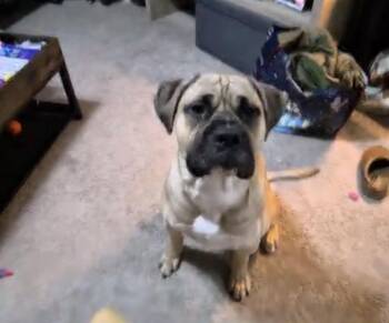 Bullmastiff Dogs Available for Adoption - Oden  | PetCurious