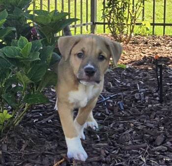 Dutch -  Pit Bull Terrier and Mountain Cur Dog for Adoption in Kannapolis, North Carolina - Dutch | PetCurious