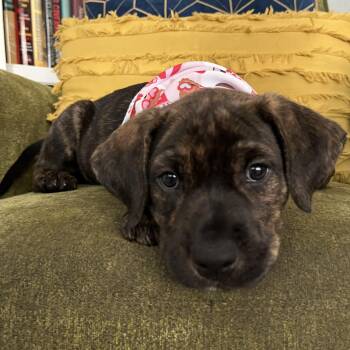 Pit Bull Terrier and Labrador Retriever Dogs Available for Adoption in Friendswood, Texas - Olive Forestry | PetCurious