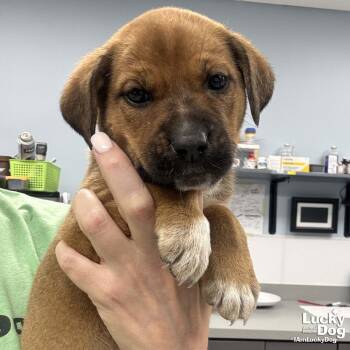 Shepherd Dogs Available for Adoption - Dena | PetCurious