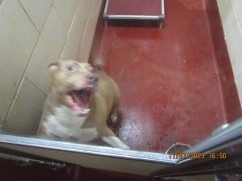 Rescue Pit Bull Terrier Dogs for Adoption in Marietta, Georgia - Tosha (106) | PetCurious