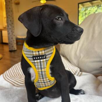 Black Labrador Retriever and Spaniel Dogs Available for Adoption - Super Cooper The Side Eye King | PetCurious