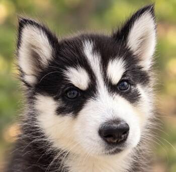 Chief Tui -  Husky Dog for Adoption in Sumter, South Carolina - Chief Tui | PetCurious