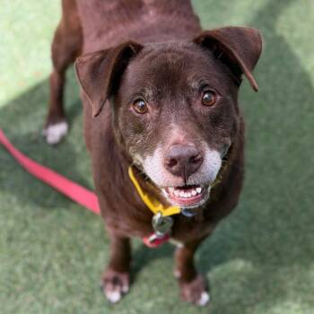Mr. Nick -  Mixed Breed Dog for Adoption in Asheville, North Carolina - Mr. Nick | PetCurious