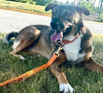 Baloo-Available www.lhar.dog to apply -  Labrador Retriever and Shepherd Dog for Adoption in Frederick, Maryland - Baloo-Available Www.lhar.dog To Apply | PetCurious