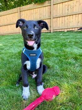GUS -  Shepherd and Australian Cattle Dog Blue Heeler Dog for Adoption in Vandergrift, Pennsylvania - GUS | PetCurious