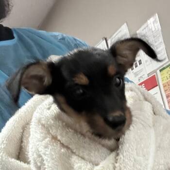 Carol -  Chihuahua and Mixed Breed Dog for Adoption in Yuma, Arizona - Carol | PetCurious