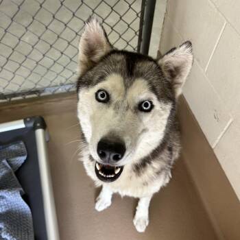 Claire -  Siberian Husky Dog for Adoption in Reno, Nevada - Claire | PetCurious