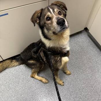 Mixed Breed Dogs Available for Adoption in Batavia, Ohio - Curly | PetCurious