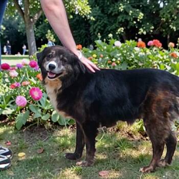 Australian Shepherd Dogs Available for Adoption in Lexington, Kentucky - Lacey | PetCurious