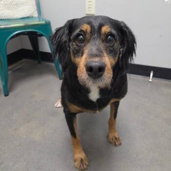 Beans -  Bernese Mountain Dog and Miniature Poodle Dog for Adoption in Normal, Illinois - Beans | PetCurious
