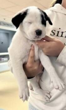 Martin -  Labrador Retriever Dog for Adoption in Statesville, North Carolina - Martin | PetCurious